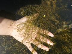 Potamogeton trichoides