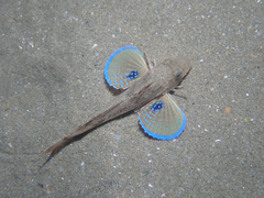 Chelidonichthys lucerna