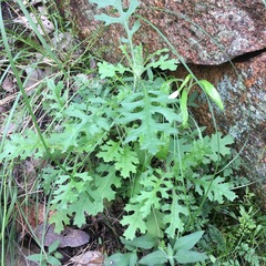 Senecio bathurstianus