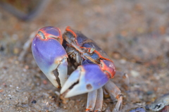 Chasmagnathus convexus