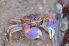 Chasmagnathus convexus