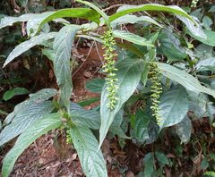 Bertiera spicata