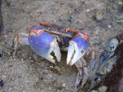 Chasmagnathus convexus