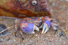Chasmagnathus convexus