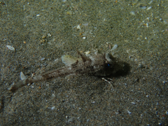 Chelidonichthys lucerna