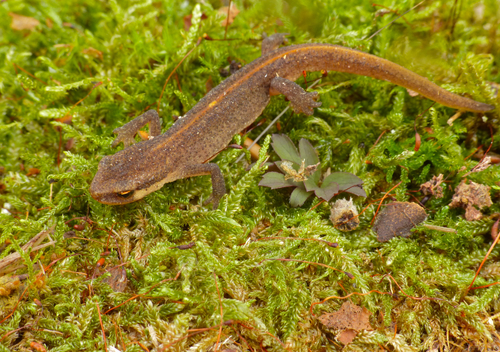 Palmate Newt