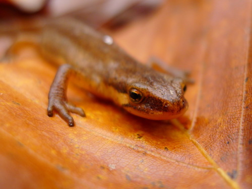 Palmate Newt