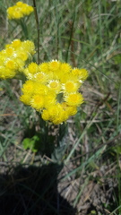 Helichrysum cephaloideum