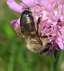Apis mellifera