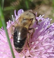 Apis mellifera