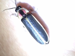 Photinus carolinus