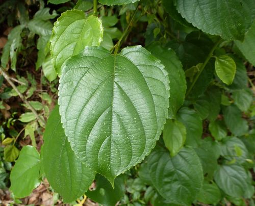 Gouania longipetala