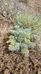 Seseli dichotomum