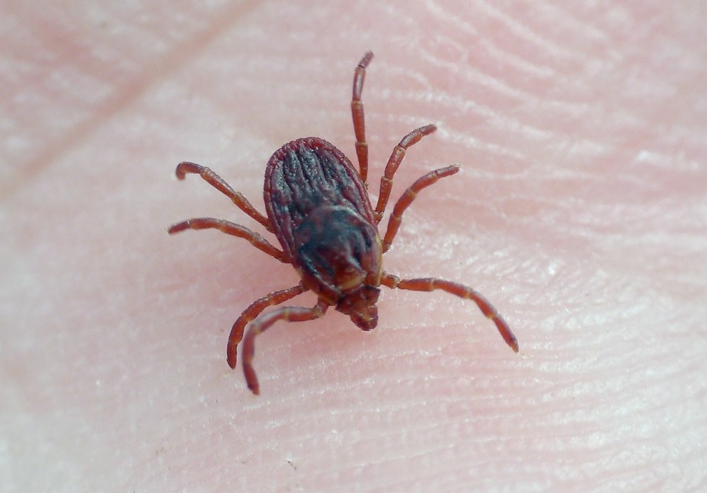 Pepper Ticks