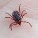 Pepper Ticks - Photo (c) Roman, some rights reserved (CC BY), uploaded by Roman