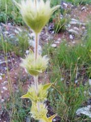 Sideritis hirsuta