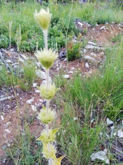 Sideritis hirsuta