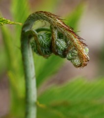 Pteridium latiusculum japonicum