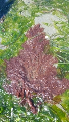 Microcladia coulteri