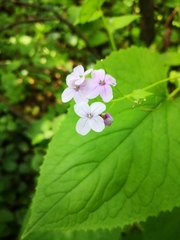 Lunaria rediviva
