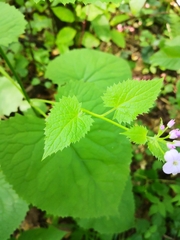 Lunaria rediviva