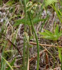 Pteridium latiusculum japonicum