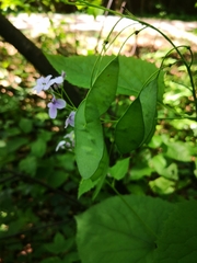 Lunaria rediviva