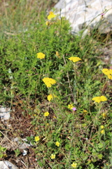 Achillea tomentosa
