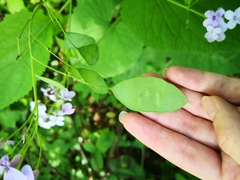 Lunaria rediviva