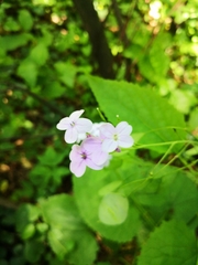 Lunaria rediviva