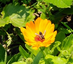 Megachile centuncularis