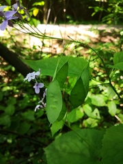 Lunaria rediviva