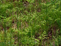 Pteridium latiusculum japonicum