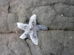 Pisaster