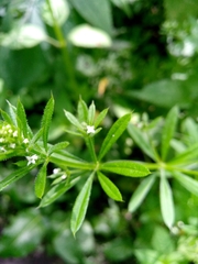 Galium aparine