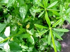 Galium aparine