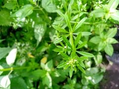 Galium aparine