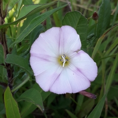 Convolvulus arvensis