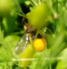 Megachile centuncularis