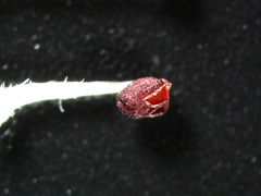 Arctous rubra