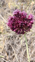 Allium atroviolaceum