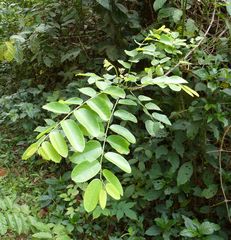 Phyllanthus muellerianus