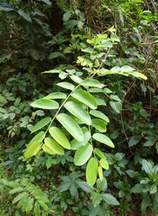 Phyllanthus muellerianus