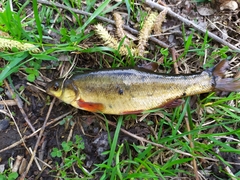 Rhynchocypris percnurus