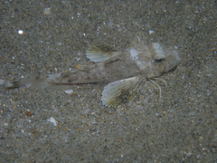 Chelidonichthys lucerna