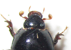 Hybosorinae