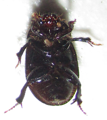 Hybosorinae
