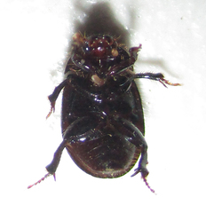 Hybosorinae