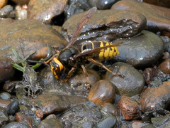 Vespa crabro