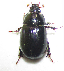 Hybosorinae